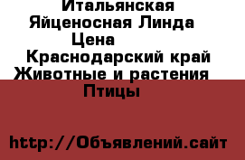 Итальянская Яйценосная Линда › Цена ­ 700 - Краснодарский край Животные и растения » Птицы   